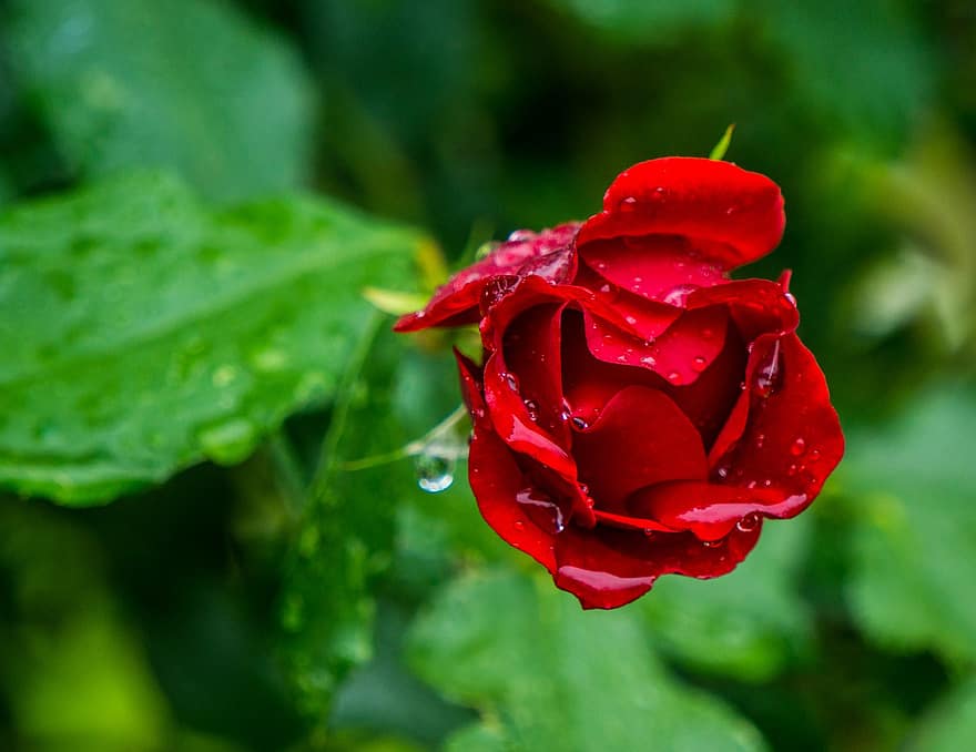 роза, червен, цвете, водни капчици, дъждовни капки, мокър, червена роза, червено цвете, червени венчелистчета, розови листенца, листенца