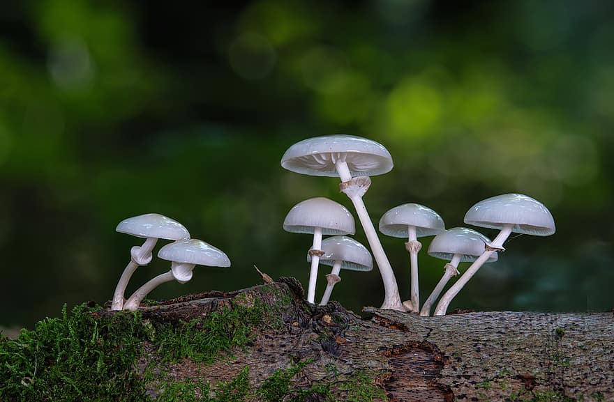 Mushrooms, Wild Mushrooms, Book Mucus Oyster Mushroom, Sponge, Spore, Fungi, Mycology, Agaric, Forest Ground, Ground, Forest