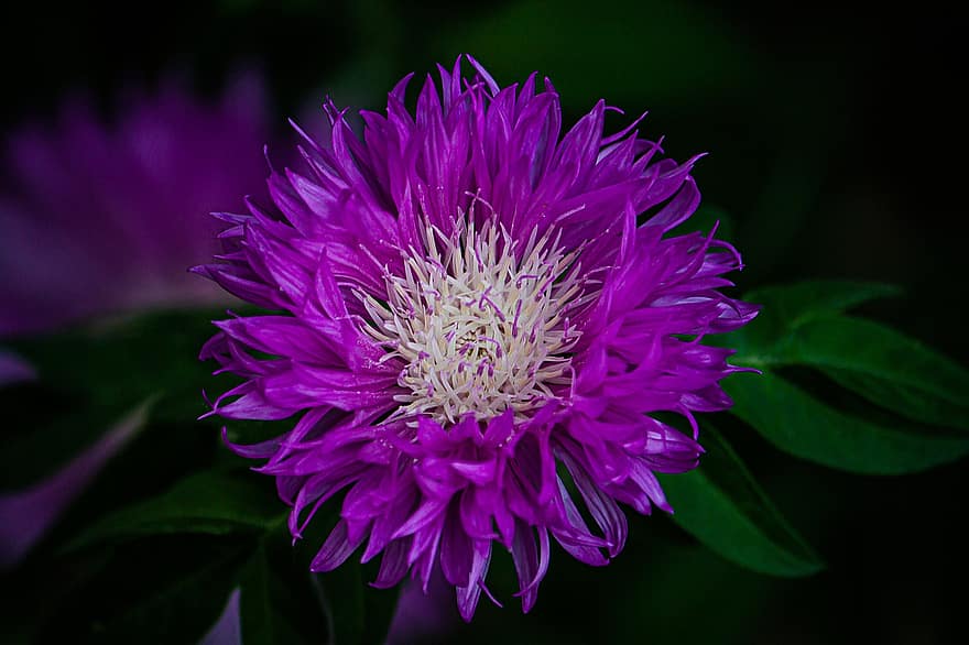 Flower, Petals, Flora, Botany, Beautiful Flower, Nature, Phone Wallpaper, close-up, plant, purple, summer