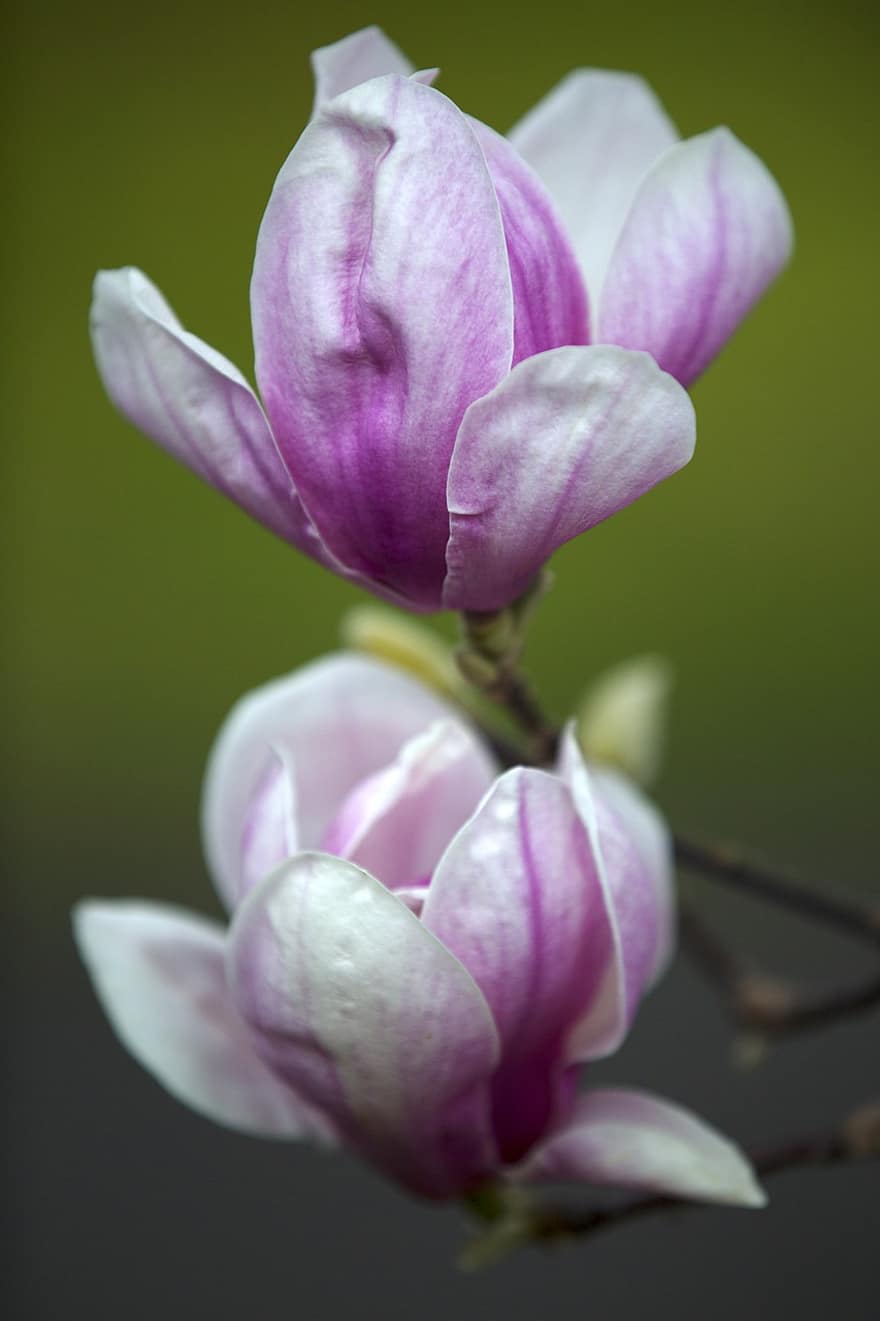 magnolii, flori, violet flori, petale, violete petale, a inflori, inflori, floră, plante, natură