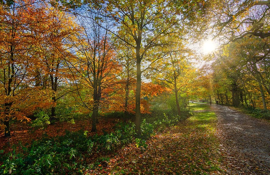 숲, 가을, 통로, 가을 산책, 삼림 지대 산책, 단풍, 주황색, 빨간, 녹색, 좁은 길, 편하게 하다
