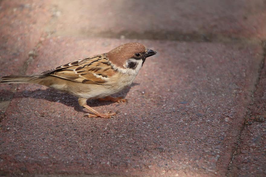 Sparrow, Birds, Sidewalk, Animal, Small Bird, Passerine Bird, Animal World, Perched, Closeup, Bricks