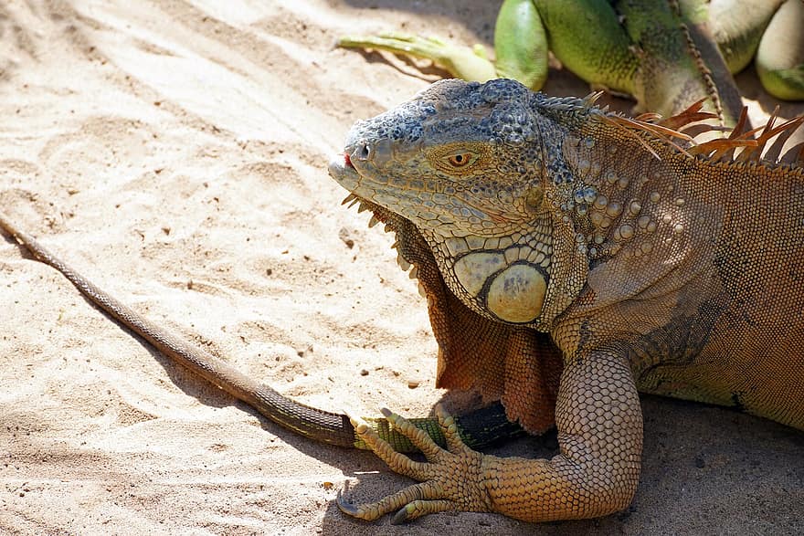 iguana, σαύρα, ζώο, έρπων, άγρια ​​ζωή, ΖΩΟΛΟΓΙΚΟΣ ΚΗΠΟΣ, άμμος, φύση, ζώα στη φύση, δράκων, γκρο πλαν