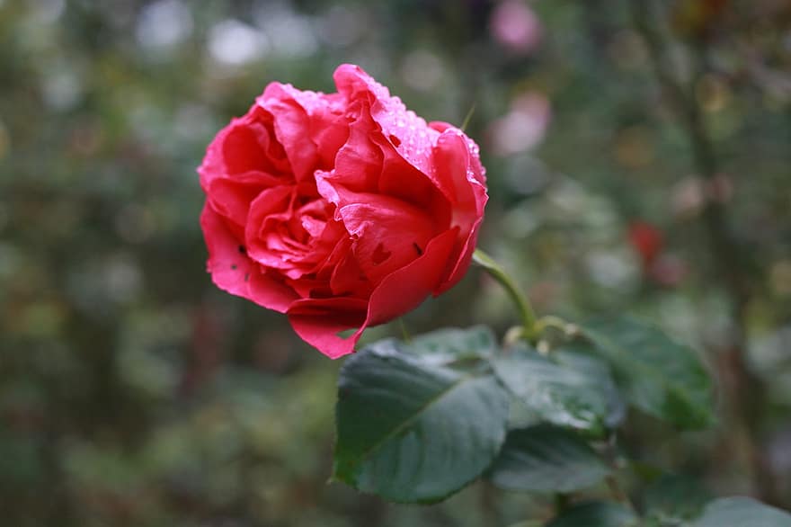 Rosa, flor, jardín, pétalos, Rocío de la mañana, Rocío, gotas de rocío, gotitas, floración, planta floreciendo, planta ornamental