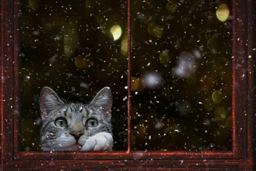 gatto, finestra, la neve, i fiocchi di neve, vista, animale, animale domestico, carina, gattino, finestre di legno, appartamento
