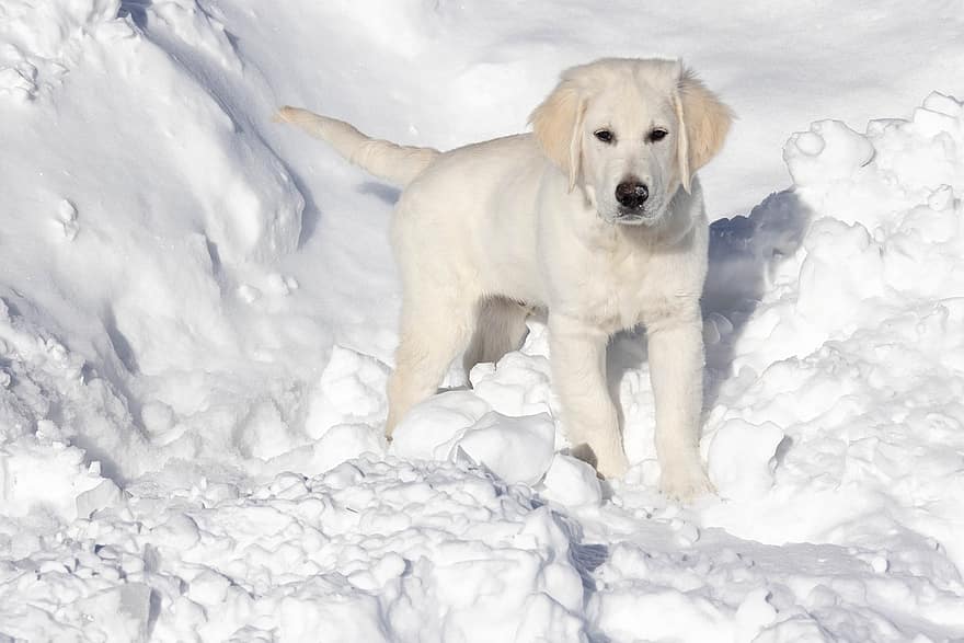 χρυσό retriever, κουτάβι, χιόνι, σκύλος, αγγλικό κρέμα χρυσό retriever, χειμώνας, κατοικίδιο ζώο, ζώο, νεαρό σκυλί, οικιακός, κυνικός
