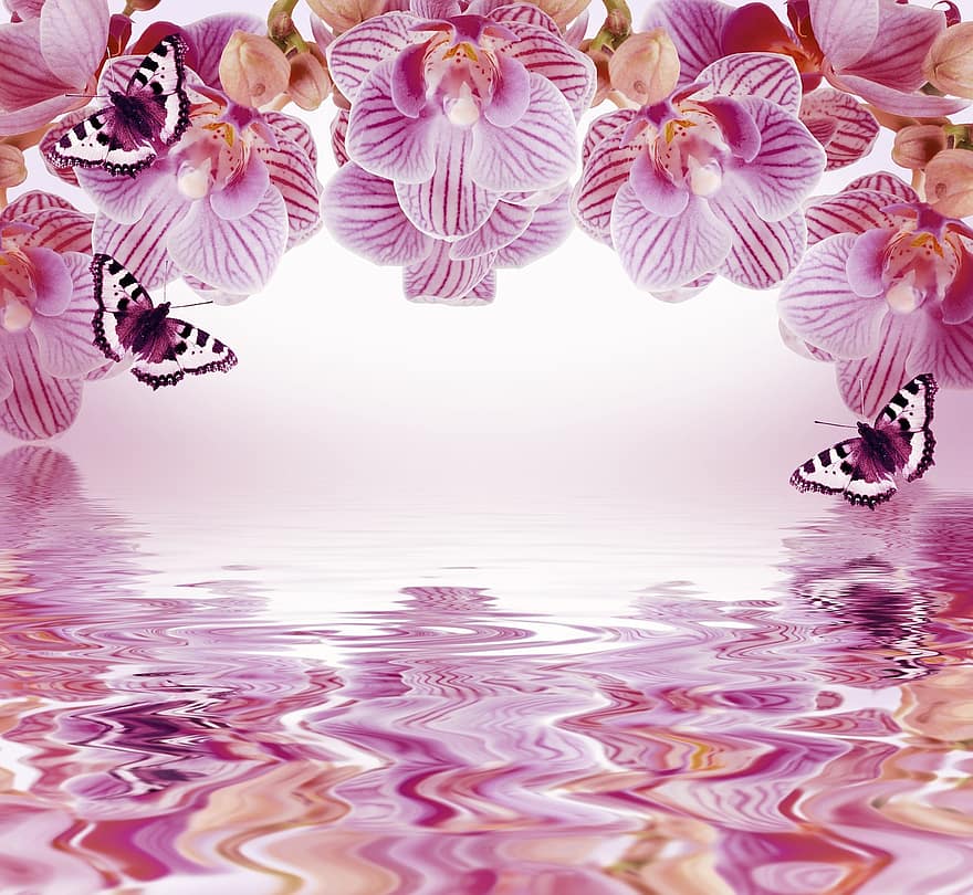 orchidea, háttér, virágok, pillangó, szépség, víz, visszaverődés, keret, rózsaszín, rózsaszín háttér, rózsaszín víz