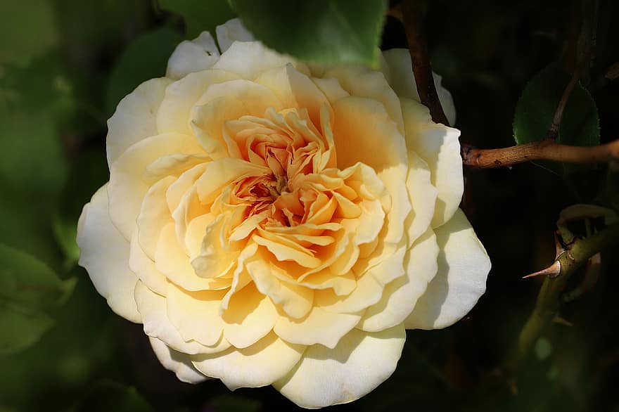 Noble Rose, Rose, Filled Rose, Yellow Rose, Rose Blossom, Blossom, Bloom, Yellow Flower, Petals, close-up, petal