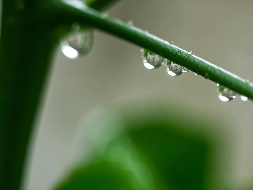 завод, капли дождя, дождь, муссон, сад, зеленый, лист, зеленого цвета, крупный план, падение, макрос