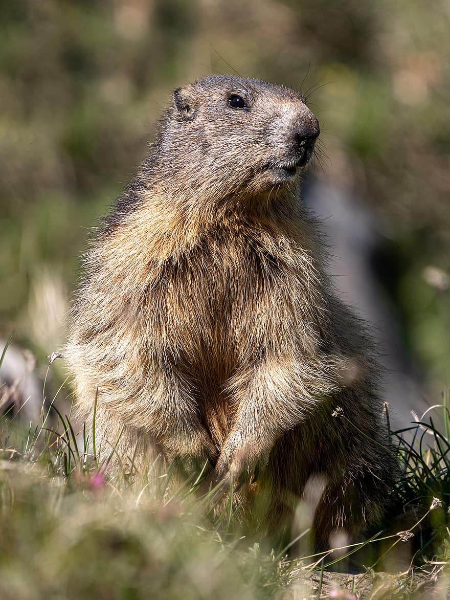marmota, roedor, animal, mamífero, animais selvagens, fauna, natureza