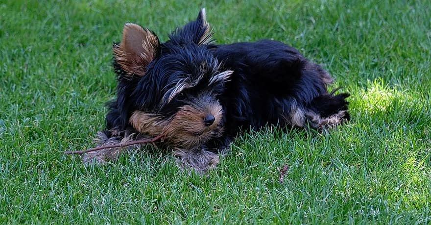 Yorkshire Terrier, chiot, animal de compagnie, canin, animal, chien, mensonge, fourrure, museau, herbe, mammifère