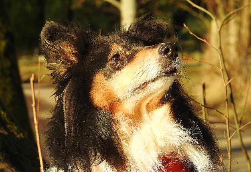Animal, Dog, Breed, Pet, Mammal, Collie, Long-haired Collie, pets, cute, canine, purebred dog