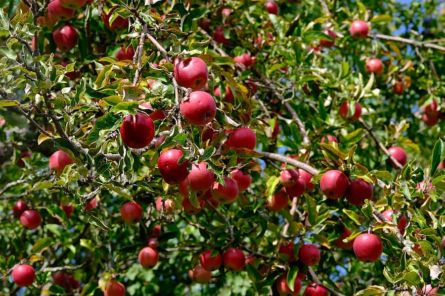 mele, mele rosse, albero di mele, frutta, albero, rami, fresco, salutare, maturo