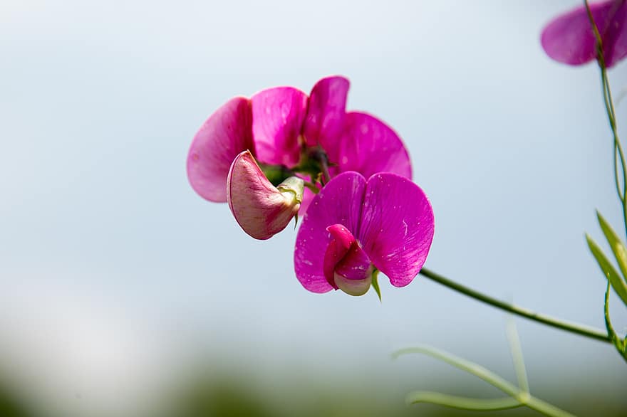 фиолетовый цветок, цветок, лепестки, фиолетовые лепестки, цвести, цветение, природа, Флора, завод, полевой цветок