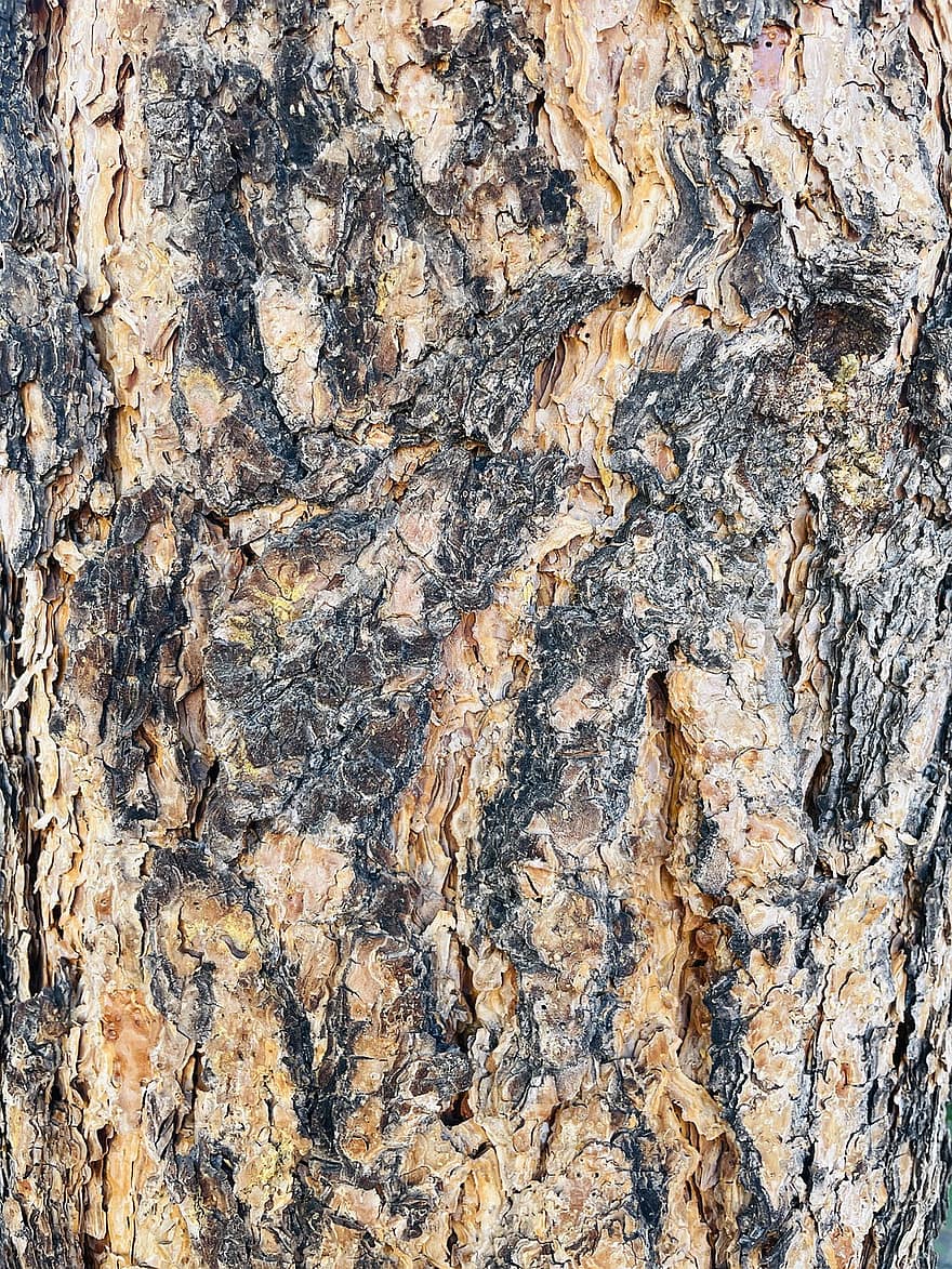 arbre, escorça, fusta, textura, natural, tronc, pi, naturalesa