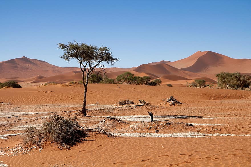 砂漠、砂丘、自然、ナミビア、木、砂、アフリカ、風景、ドライ、乾燥気候、旅行