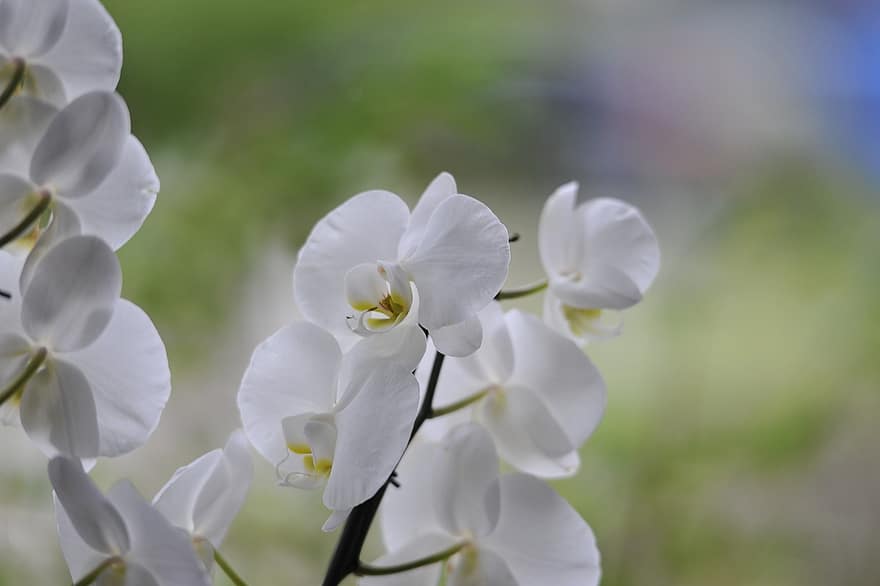 орхидеи, бели цветя, цвят, разцвет, цветя, бели венчелистчета, цъфтящи растения, флора, цветарски, градинарство, ботаника