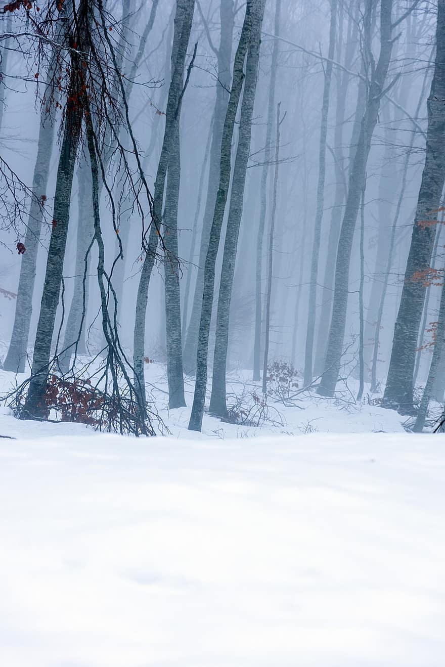 Trees, Forest, Woods, Snow, Mountain, Nature, Weather, Clouds, Cold, Fog, Mist