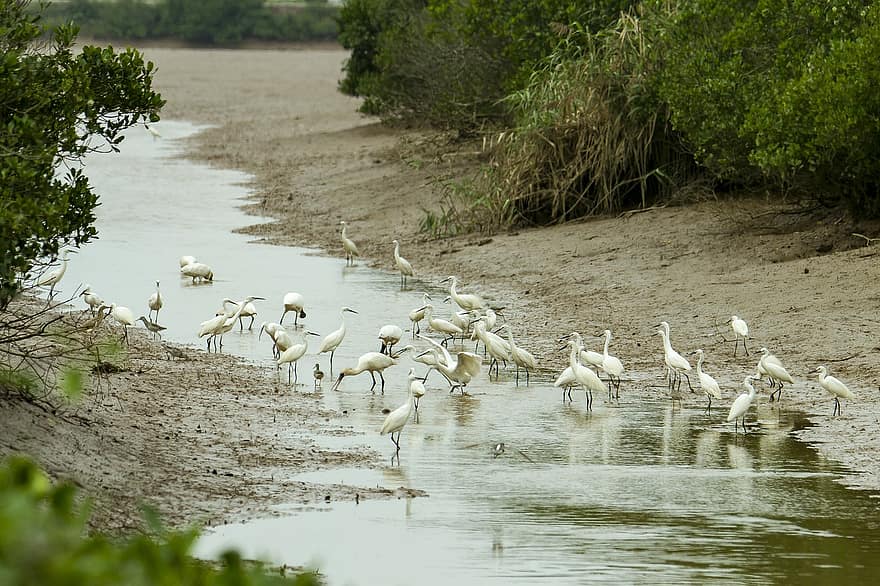 baltas gandras, paukščių, upė, gandras, gyvūnams, laukinės gamtos, migruojančių paukščių, migracija, lagūna, kanalas, srautas