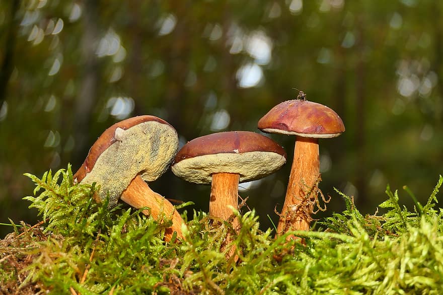 грибы подберезовики, грибы, осень, лес, крупный план, питание, время года, грибок, свежесть, завод, неразвитый
