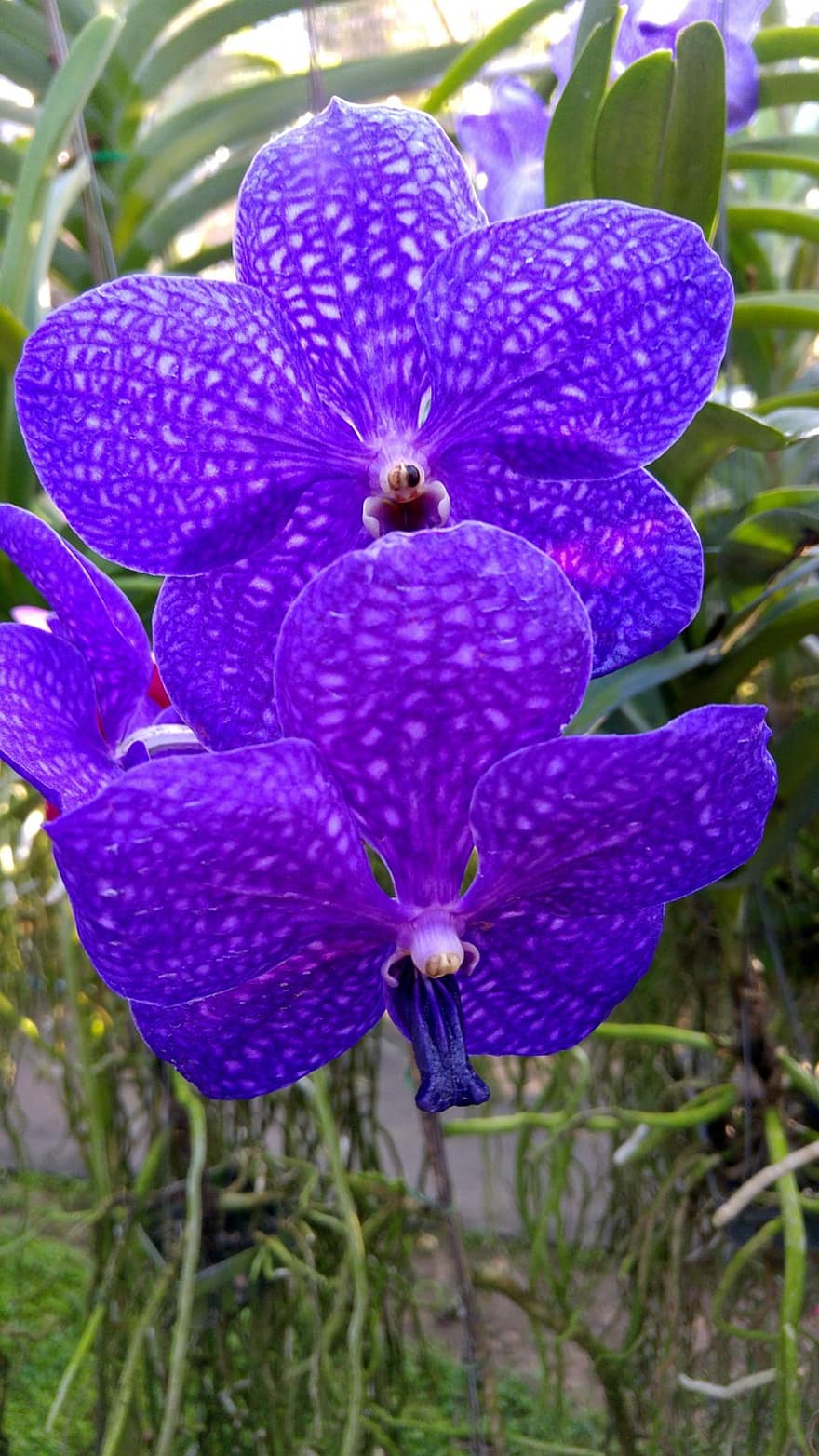 orchidea, roślina, fioletowy, kolor, kwiat, Natura, kwitnąć, storczyki, relaks, flora, Orchidea