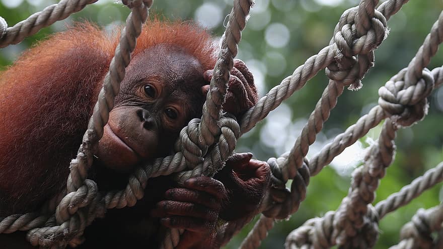 orangoetan, dier, dieren in het wild, primaat, aap, zoogdier, touw, natuur