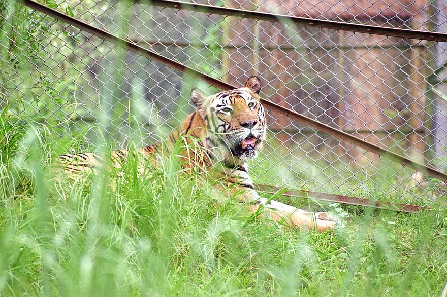 Tygrys, zwierzę, ogród zoologiczny, duży kot, paski, koci, łąka, trawa, ssak, Natura, dzikiej przyrody