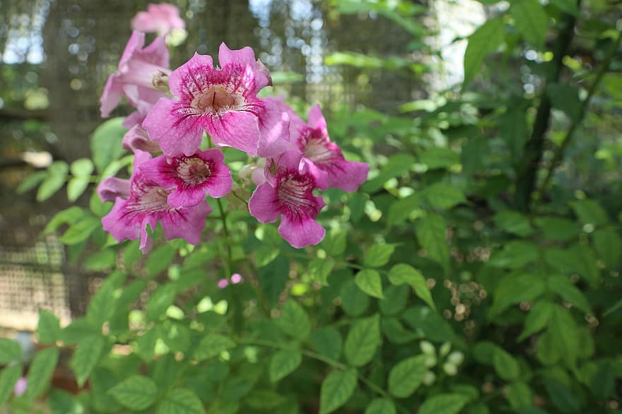 Fleur de Podranea Ricasoliana, rose, Floraison, jardin, feuilles, feuillage, plante, feuille, fleur, été, fermer