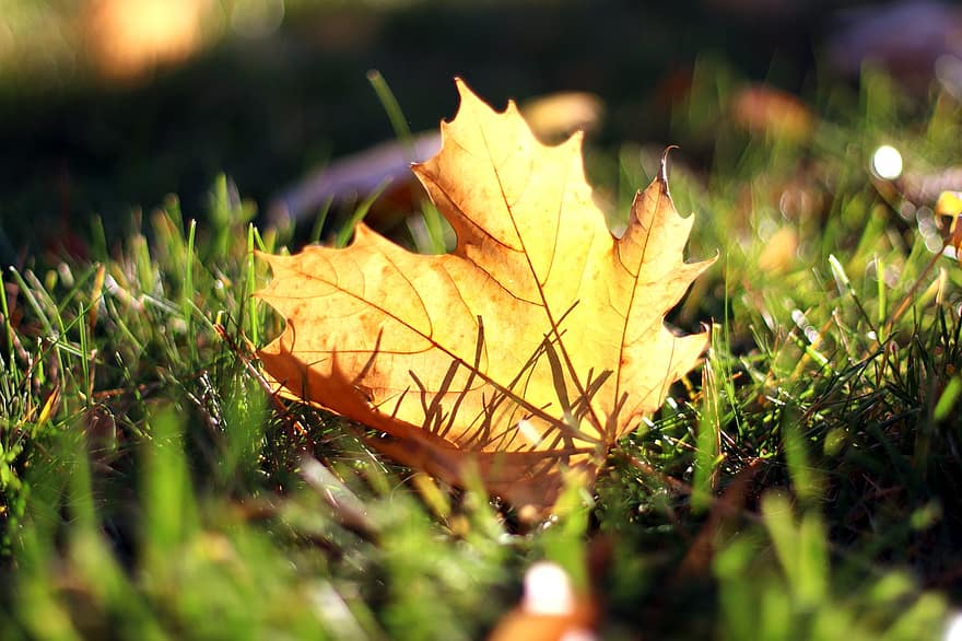 jesień, liść, listowie, jesienny liść, jesienne liście, sezon jesienny, spadek liści, trawa