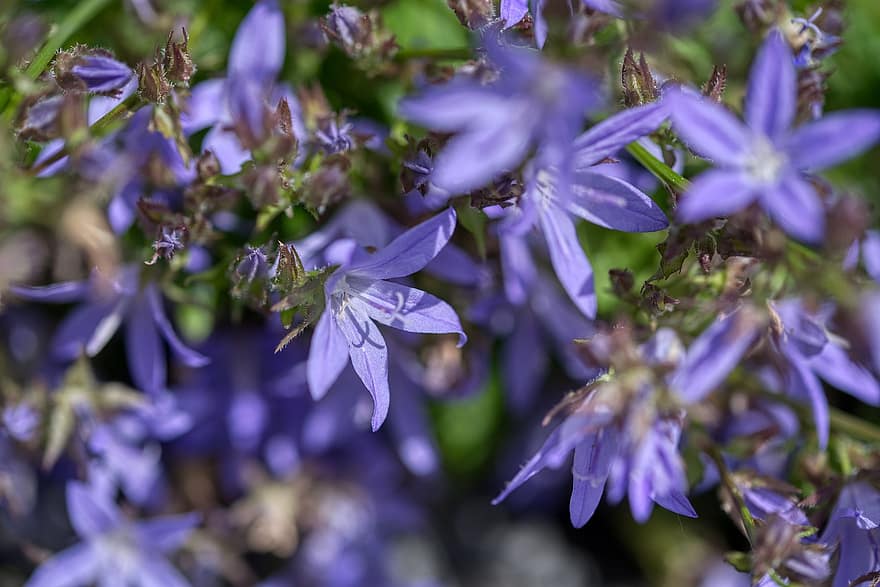 Campânula Poscharskyana, Atrás da Flor do Sino, Flor de sino à direita, lavendel blau, Estrela, flores, flora, plantar, jardim