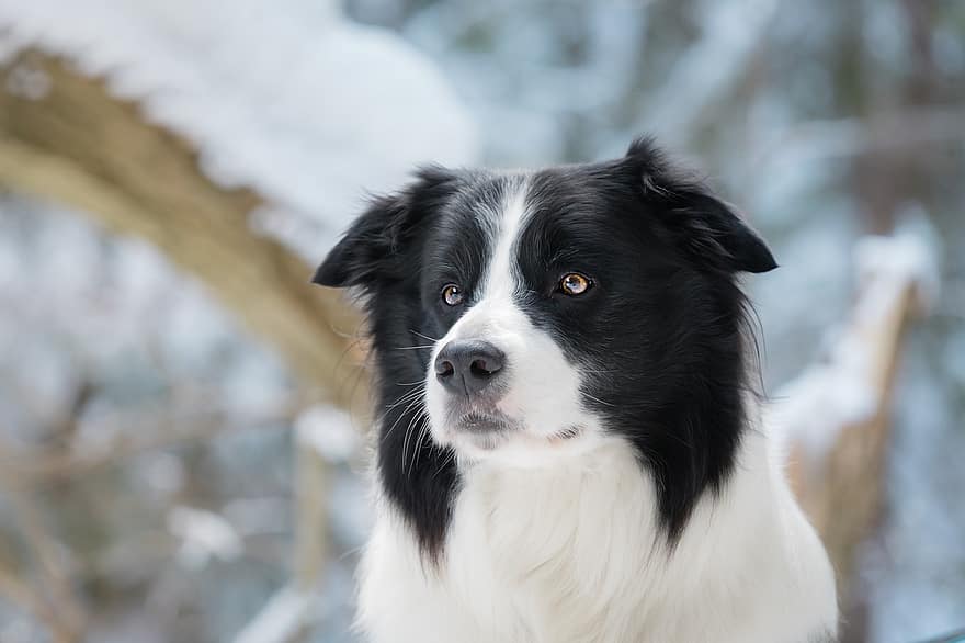 cão, border collie, collie, canino, animal, doméstico, neve