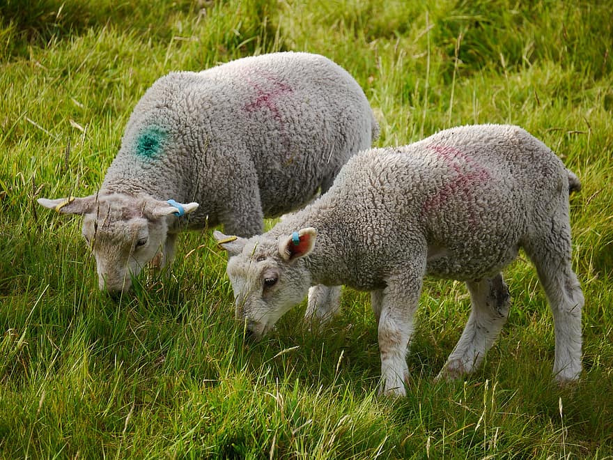 cừu non, cừu, chăn nuôi, nông trại, thú vật, động vật có vú, chăn thả, cỏ