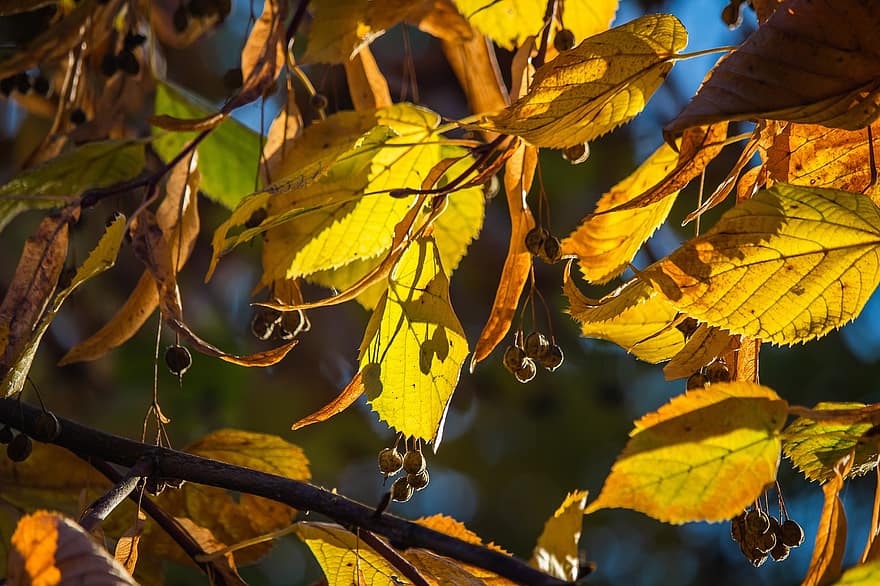listy, ovoce, podzim, větev, žluté listy, podzimní listí, strom, rostlina, Příroda