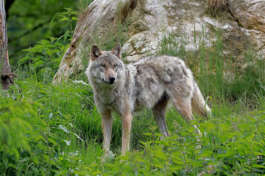 Lobo, animal, floresta, Lobo cinza, canis lupus, mundo animal, predador, carnívoro, mamífero, região selvagem, natureza