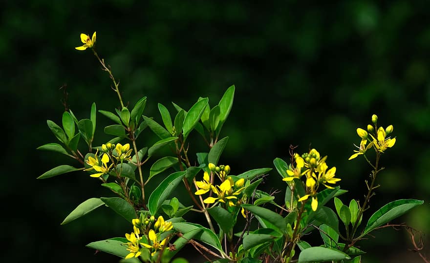 thryallis pioggia dorata, fiore, flora, foglia, pianta, colore verde, avvicinamento, estate, giallo, primavera, freschezza