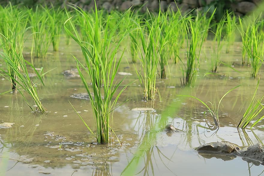 Оризово поле, поле, ферма, селско стопанство