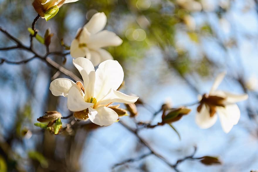 blommor, magnolia, blomma, japan, landskap, växt, Kobusi, vit, närbild, springtime, gren