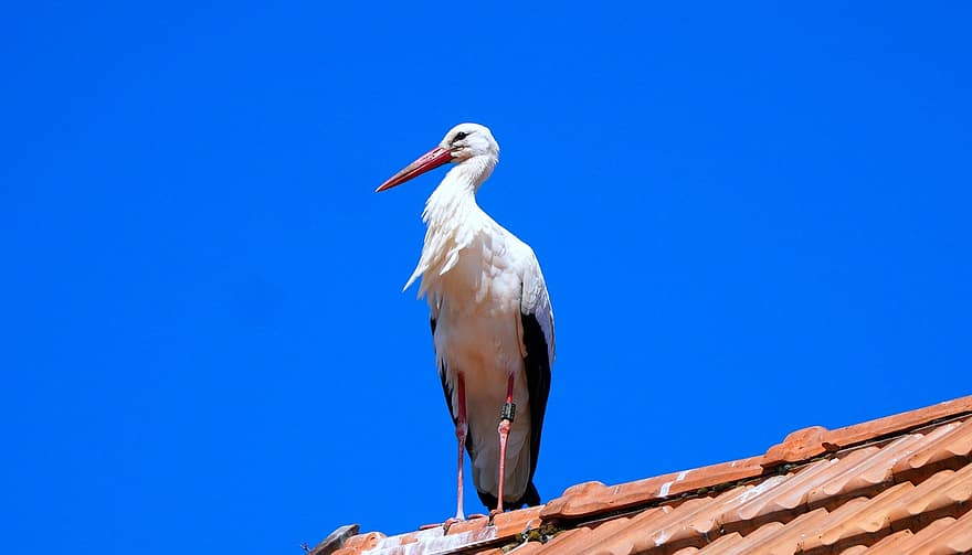 Stork, Rattle Stork, Bird, Roof, Beak, Feathers, Plumage, Ave, Avian, Ornithology, Birdwatching