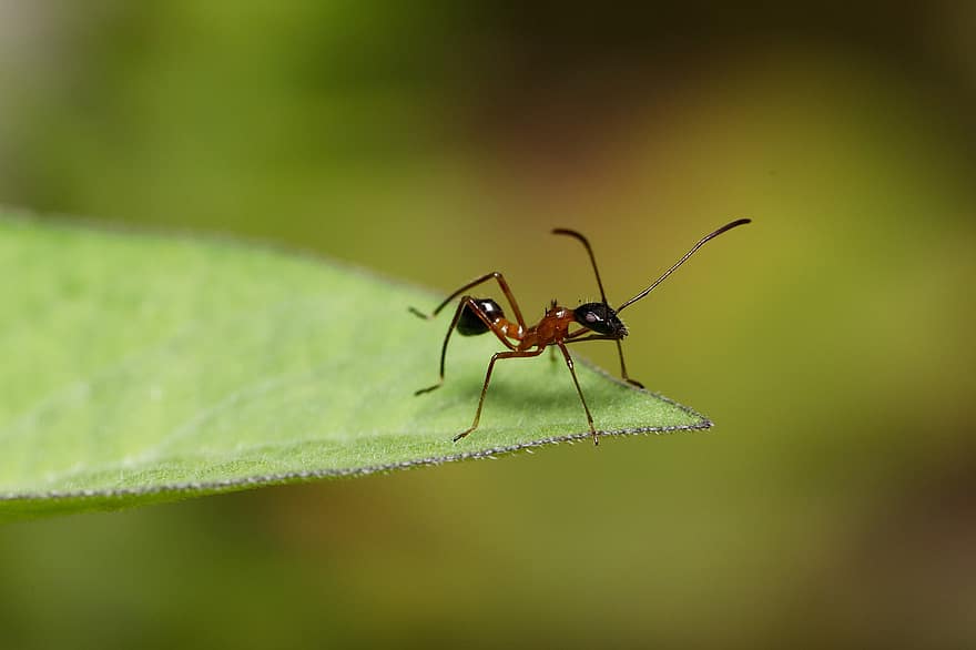 hormiga, insecto, hoja, animal, pequeña, naturaleza
