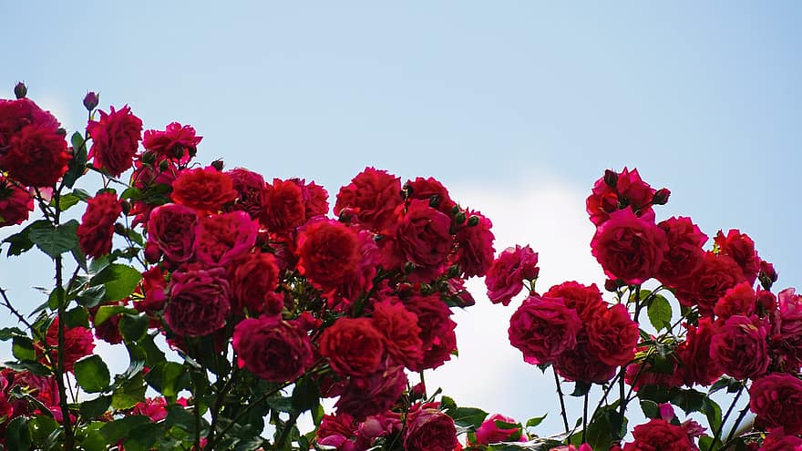 Rose, fiori, pianta, petali, fioritura, flora, estate, giardino, natura, bellissimo, cielo blu
