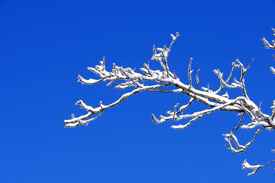 Branch, Winter, Snow, Construction Pole, Wintry