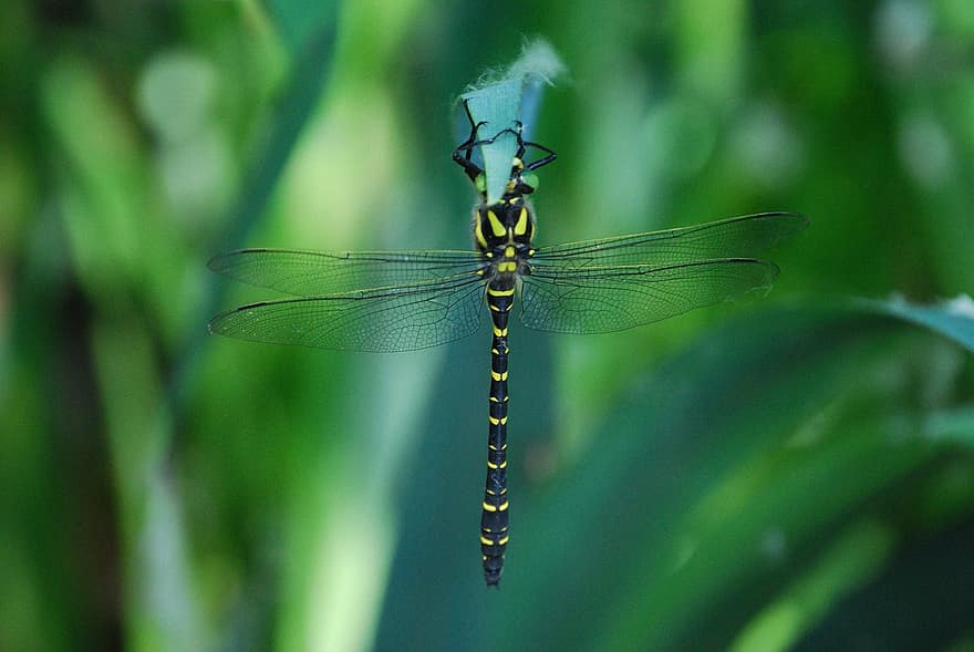 guldsmed, insekt, makro, vinger, dragonfly vinger, winged insekt, odonata, anisoptera, entomologi, fauna, natur
