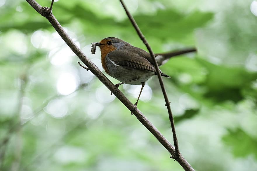 robin, burung, hewan, robin redbreast, margasatwa, bertengger, cabang, bulu burung, mencari makan, paruh, binatang di alam liar