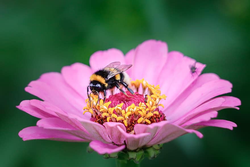 пчела, насекомо, цвете, циния, медна пчела, опрашване, розово цвете, растение, едър план, лято, макро