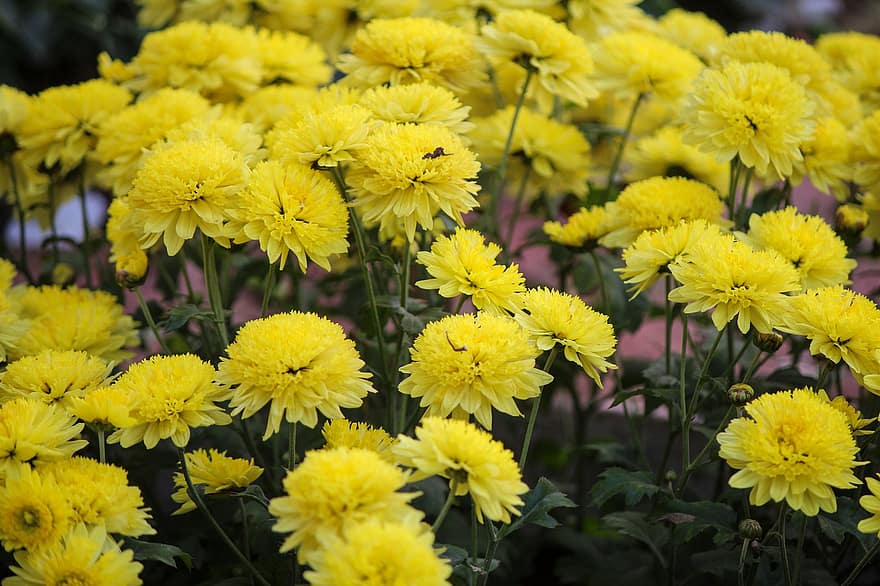 菊、フラワーズ、庭園、黄色い花、花びら、黄色の花びら、咲く、花、フローラ、植物