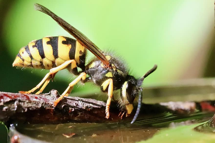 inseto, vespa, cintura de vespa, fotografia macro, entomologia, bebida, listrado, macro, animal