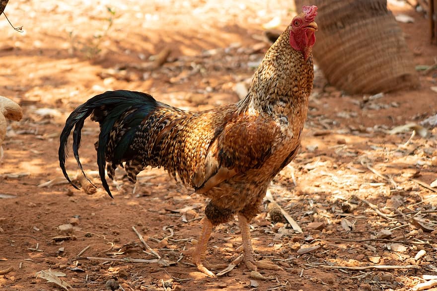 kuře, kohout, peří, Redneck Cock, venkovský, venkovsky zivot