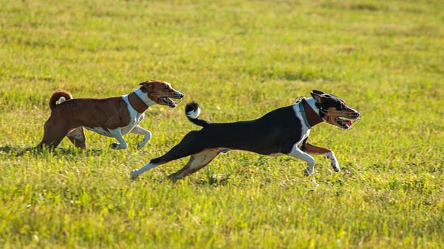 basenji, cane, in esecuzione, campo, all'aperto, attivo, animali, canini, agilità, atletico, canino