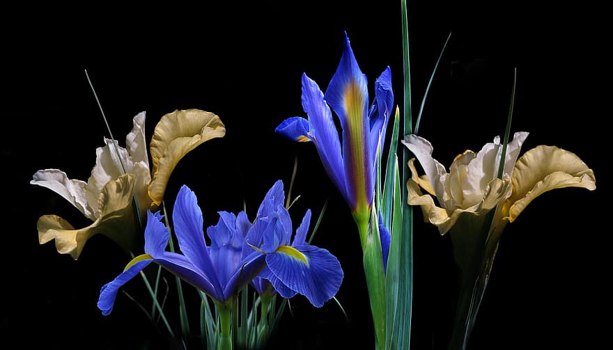 blomst, iris, flor, botanik, blomstre, natur, dekoration, plante, Hollandiris, siberian iris, tæt på