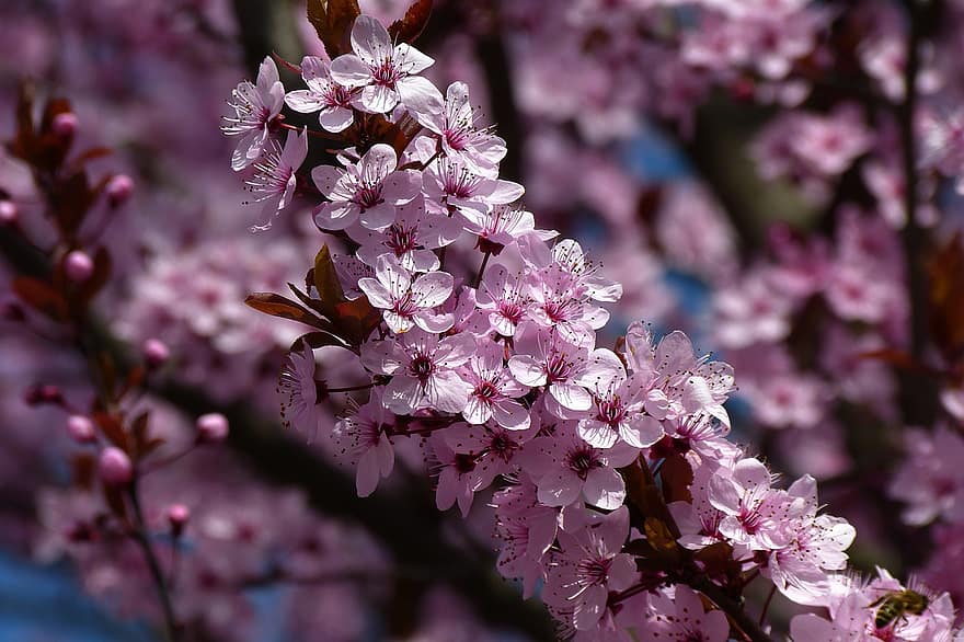 bunga-bunga merah muda, sakura, bunga sakura, musim semi, flora, alam, semak, pohon, merapatkan, bunga, menanam
